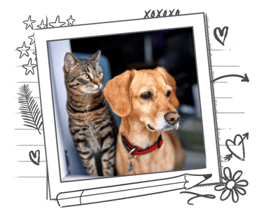A dog and cat are sat in a window together looking in the same direction