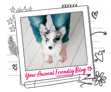 A puppy sits between the legs on a human, with their front paws on their feet