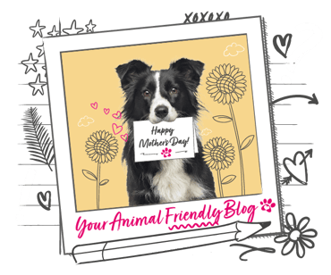 A Border Collie holds an illustrated card in their mouth saying "Happy Mothers Day"