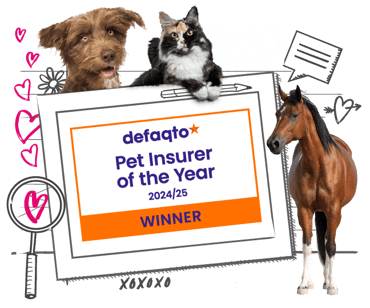 Animal Friends is the winner of Defaqto Pet Insurer of the year 2024/2025