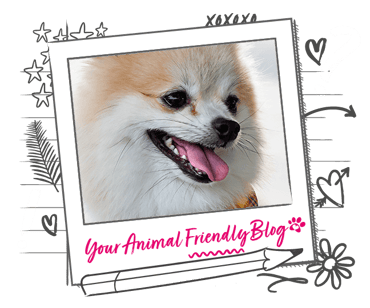A Pomeranian with a tear stain