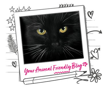 A black cats face fills the frame, making their magical yellow eyes stand out