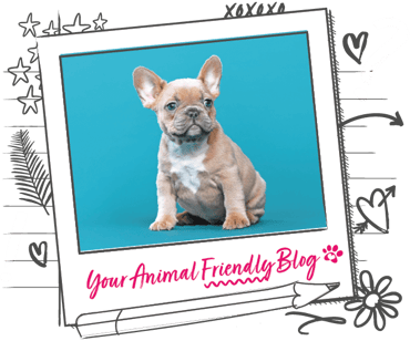 A Frenchie puppy on a bright blue backdrop
