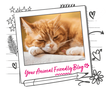 A ginger cat having a sleep