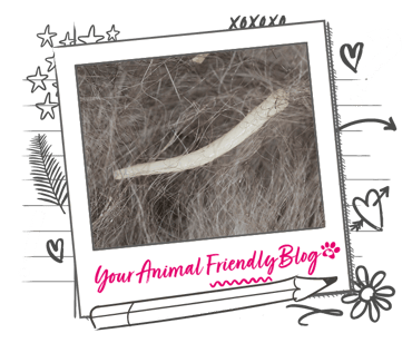 Image of a tapeworm in fur