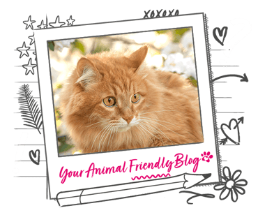 A fluffy ginger cat gazes into the distance