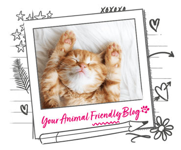 A ginger kitten stretches out on a cosy blanket