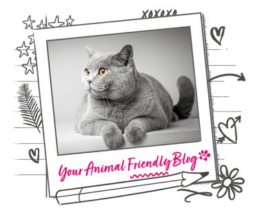 A short haired grey cat in a relaxed position