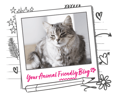 A long haired grey tabby cat sits in a relaxed and sleepy position