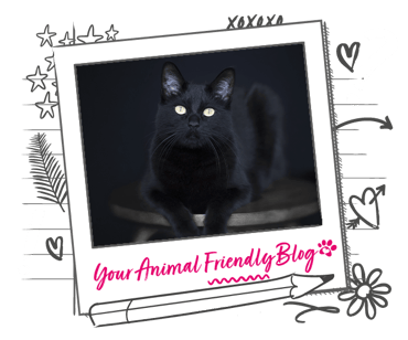 A black cat, with a black background, making their yellow eyes pop in contrast