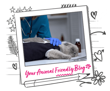 A grey cat reluctantly lays on the vets table 