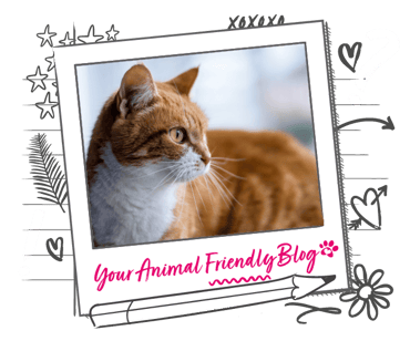 A short haired ginger cat