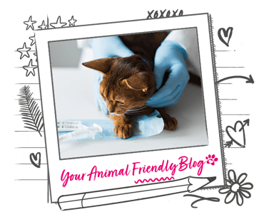 A brown cat receiving treatment from a vet