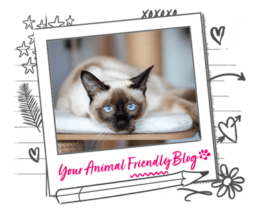 A Siamese cat, led on a cat bed, with bright blue eyes