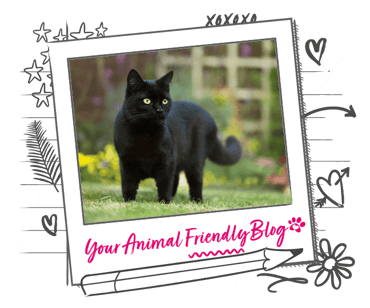 A black cat in a garden with trellis in the background