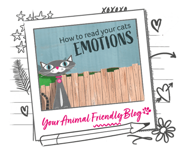 Cartoon of a grey cat with text saying "how to read your cats emotions"