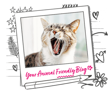 A cat yawning