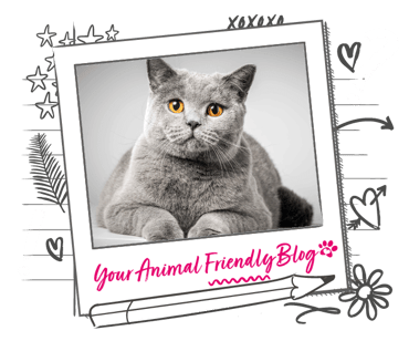 A grey cat on a grey background, with yellow eyes that pop due to the contrast