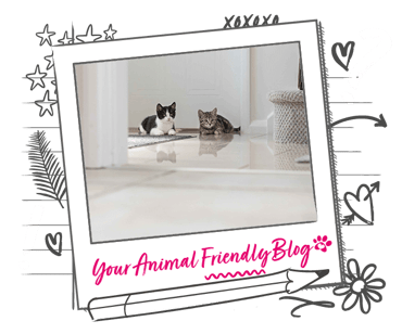 Two kittens rest on a polished floor