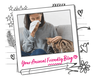 A woman sneezing whilst stroking a Bengal cat