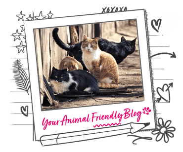 4 cats of various colours and sizes gather near a fence 