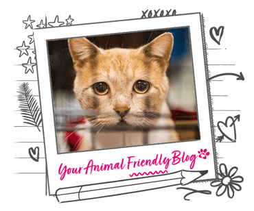 A ginger cat looks out of a pen