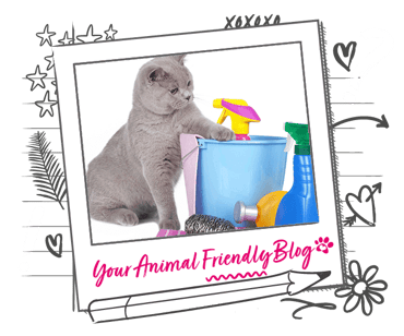 A grey cat sat near to household cleaning products