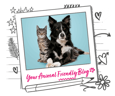 A Border Collie and a tabby cat against a blue background