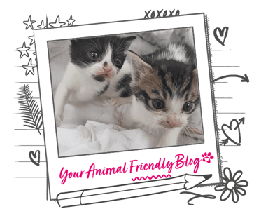 2 very young kittens in a white blanker