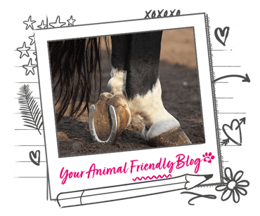 Image of a horse hoof, with one showing a shoe