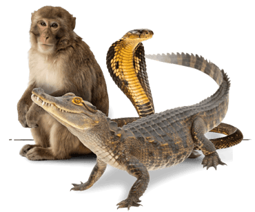 Three dangerous wild animals