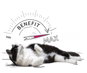 Cat laying down