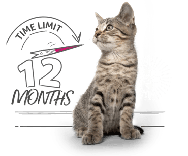 An image of a tabby cat sitting next to an illustration of a dial with the words time limited 12 months on