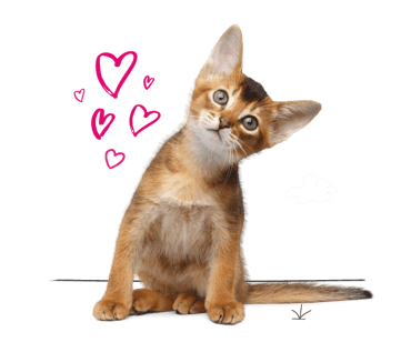 An Abyssinian cat