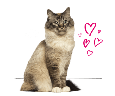 A Birman cat