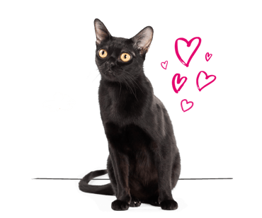 A Bombay cat