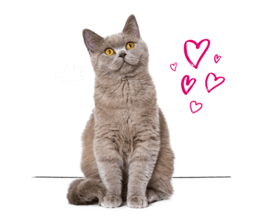 A British Shorthair cat