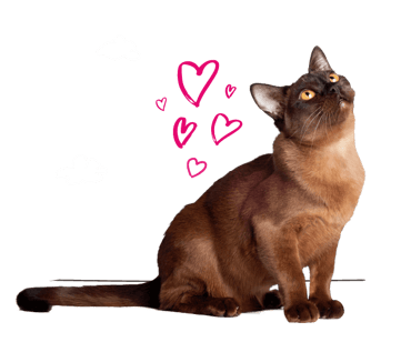 A Burmese cat