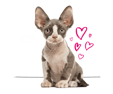 A Devon Rex cat