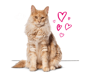 A Maine Coon cat