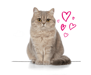 A Munchkin cat