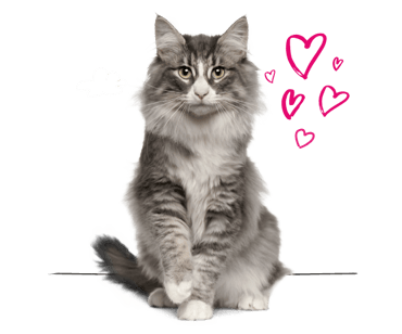 A Norwegian Forest cat