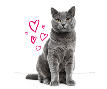 A Persian cat