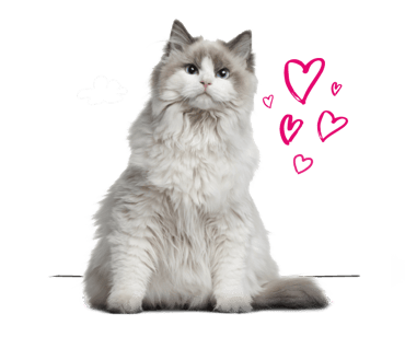 A Ragdoll cat