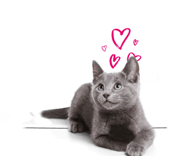 A Russian Blue cat