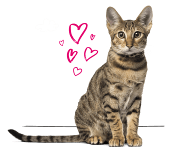 A Savannah cat