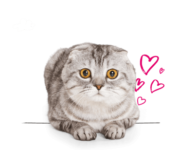 A Scottish Fold cat