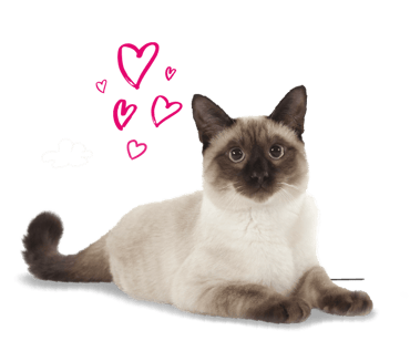 A Siamese cat