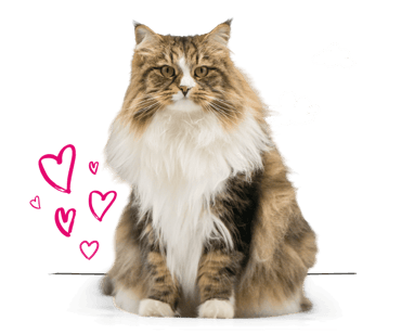 A Siberian cat
