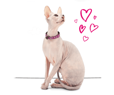 A Sphynx cat